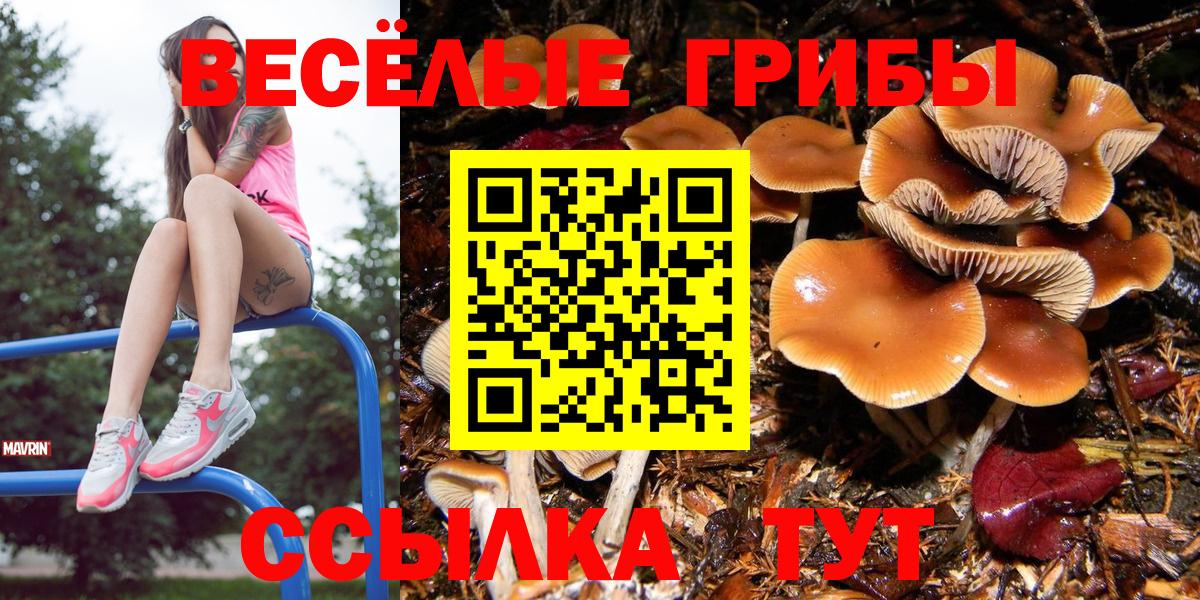 Грозный  Галлюциногенные грибы Cubensis  Вход с VPN 